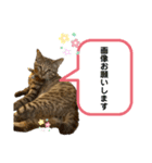 ケバブ大勝利（個別スタンプ：18）