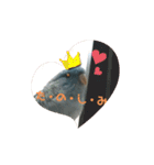 インコのumi（個別スタンプ：2）
