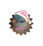 インコのumi（個別スタンプ：5）
