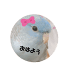 インコのumi（個別スタンプ：6）