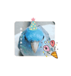 インコのumi（個別スタンプ：7）