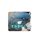 インコのumi（個別スタンプ：8）