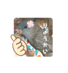 インコのumi（個別スタンプ：10）