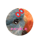 インコのumi（個別スタンプ：12）