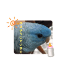 インコのumi（個別スタンプ：13）