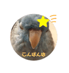 インコのumi（個別スタンプ：15）