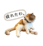 もなかともちまろ（個別スタンプ：1）