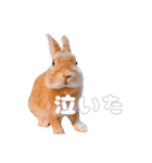 ネザーのみみちゃん4（個別スタンプ：1）