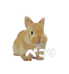 ネザーのみみちゃん4（個別スタンプ：3）