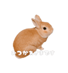 ネザーのみみちゃん4（個別スタンプ：5）