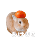 ネザーのみみちゃん4（個別スタンプ：9）
