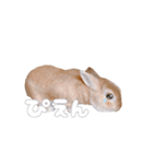 ネザーのみみちゃん4（個別スタンプ：10）