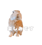 ネザーのみみちゃん4（個別スタンプ：12）