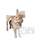 ネザーのみみちゃん4（個別スタンプ：16）