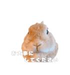 ネザーのみみちゃん4（個別スタンプ：19）