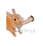 ネザーのみみちゃん4（個別スタンプ：20）