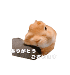 ネザーのみみちゃん4（個別スタンプ：21）