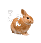 ネザーのみみちゃん4（個別スタンプ：22）