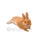 ネザーのみみちゃん4（個別スタンプ：24）