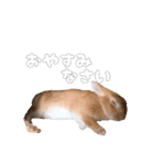 ネザーのみみちゃん4（個別スタンプ：25）