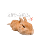 ネザーのみみちゃん4（個別スタンプ：26）