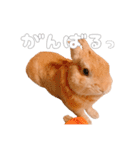 ネザーのみみちゃん4（個別スタンプ：28）
