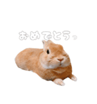 ネザーのみみちゃん4（個別スタンプ：30）