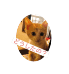 子猫ぼんぼんスタンプ集（個別スタンプ：1）