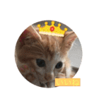子猫ぼんぼんスタンプ集（個別スタンプ：3）