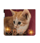 子猫ぼんぼんスタンプ集（個別スタンプ：4）