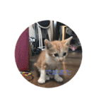 子猫ぼんぼんスタンプ集（個別スタンプ：8）