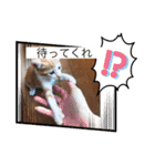 子猫ぼんぼんスタンプ集（個別スタンプ：9）