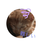 子猫ぼんぼんスタンプ集（個別スタンプ：10）
