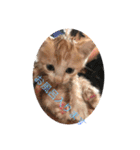 子猫ぼんぼんスタンプ集（個別スタンプ：11）