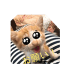 子猫ぼんぼんスタンプ集（個別スタンプ：12）