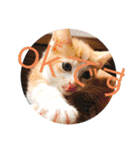 子猫ぼんぼんスタンプ集（個別スタンプ：14）