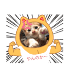 子猫ぼんぼんスタンプ集（個別スタンプ：15）