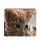子猫ぼんぼんスタンプ集（個別スタンプ：19）