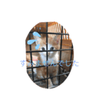子猫ぼんぼんスタンプ集（個別スタンプ：21）