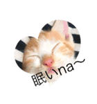 子猫ぼんぼんスタンプ集（個別スタンプ：23）