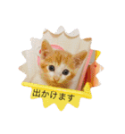 子猫ぼんぼんスタンプ集（個別スタンプ：24）