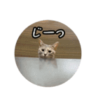 ざらめであいさつ（個別スタンプ：23）