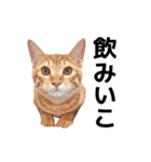 ぺたと覇王丸（個別スタンプ：2）