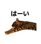 ぺたと覇王丸（個別スタンプ：3）