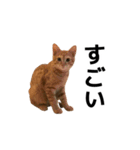 ぺたと覇王丸（個別スタンプ：4）