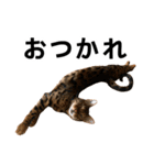 ぺたと覇王丸（個別スタンプ：5）
