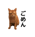 ぺたと覇王丸（個別スタンプ：6）