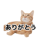 ぺたと覇王丸（個別スタンプ：8）
