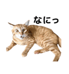 ぺたと覇王丸（個別スタンプ：10）