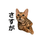 ぺたと覇王丸（個別スタンプ：13）